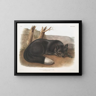 John Woodhouse Audubon - Vulpes fulvus American Black or Silver Fox.webp