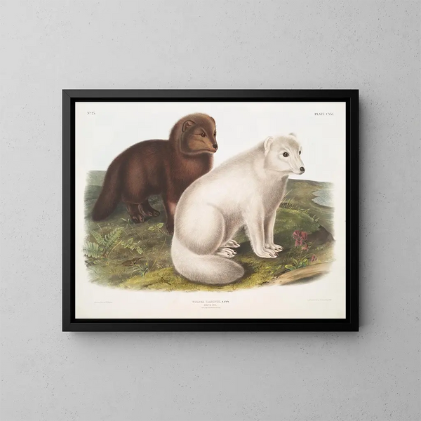 Volpe artica in inverno e in estate - John Woodhouse Audubon — quadro incorniciato alla parete
