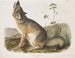 Renard rapido dimensioni naturali maschio - John Woodhouse Audubon — vista dell’opera
