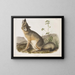 Renard rapido dimensioni naturali maschio - John Woodhouse Audubon — quadro incorniciato alla parete