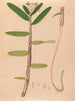 Iconography of Brazilian orchids Pl01 - João Barbosa Rodrigues — artwork view