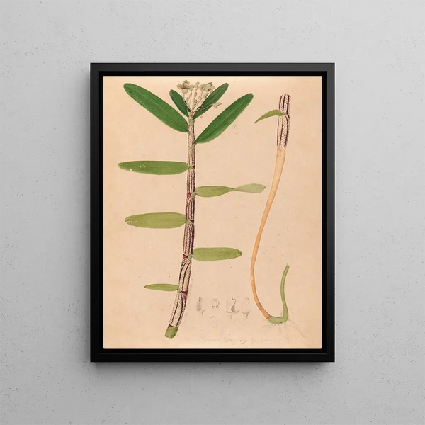 Joo Barbosa Rodrigues - Iconographie des orchidees du Bresil Pl01.webp