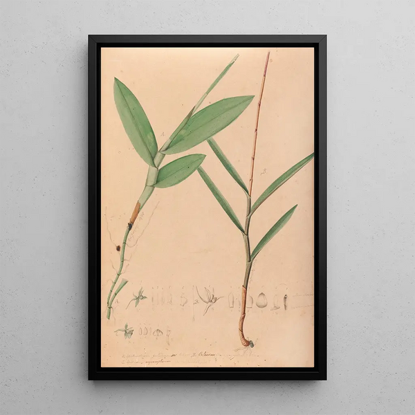 Joo Barbosa Rodrigues - Iconographie des orchidees du Bresil Pl02.webp
