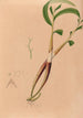Iconography of Brazilian orchids Pl03 - João Barbosa Rodrigues — artwork view