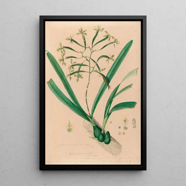 Joo Barbosa Rodrigues - Iconographie des orchidees du Bresil Pl06.webp