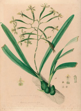 Joo Barbosa Rodrigues - Iconographie des orchidees du Bresil Pl06.webp