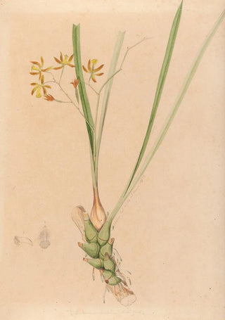 Joo Barbosa Rodrigues - Iconographie des orchidees du Bresil Pl07.webp