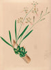 Iconography of Brazilian orchids Pl10 - João Barbosa Rodrigues — artwork view