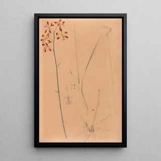 Joo Barbosa Rodrigues - Iconographie des orchidees du Bresil Pl12.webp