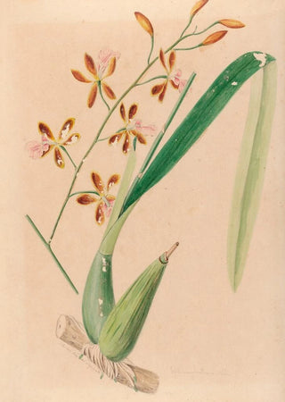 Joo Barbosa Rodrigues - Iconographie des orchidees du Bresil Pl14.webp