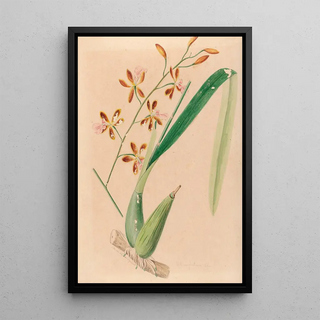 Joo Barbosa Rodrigues - Iconographie des orchidees du Bresil Pl14.webp