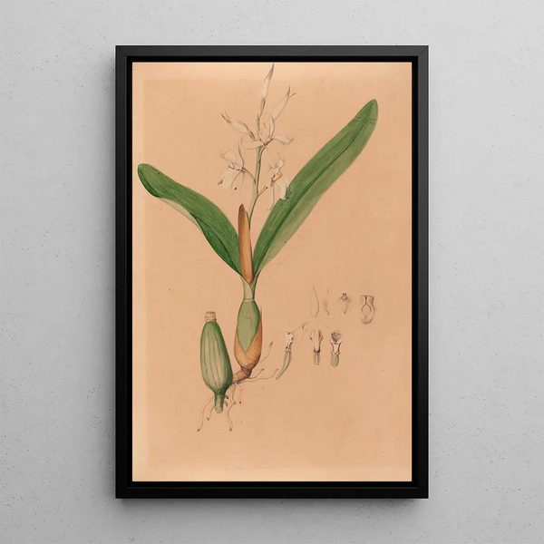 Joo Barbosa Rodrigues - Iconographie des orchidees du Bresil Pl15.webp