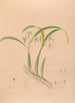 Iconography of Brazilian orchids Pl16 - João Barbosa Rodrigues — artwork view