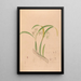 Iconography of Brazilian orchids Pl16 - João Barbosa Rodrigues — framed artwork on a wall