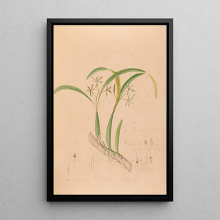 Joo Barbosa Rodrigues - Iconographie des orchidees du Bresil Pl16.webp