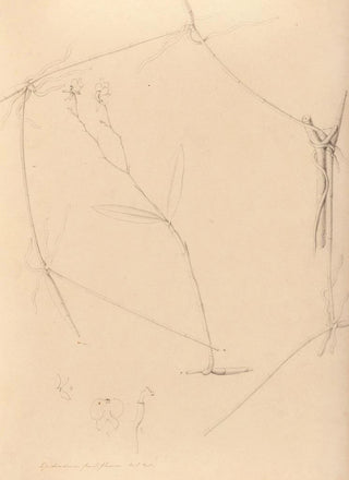 Joo Barbosa Rodrigues - Iconographie des orchidees du Bresil Pl41.webp