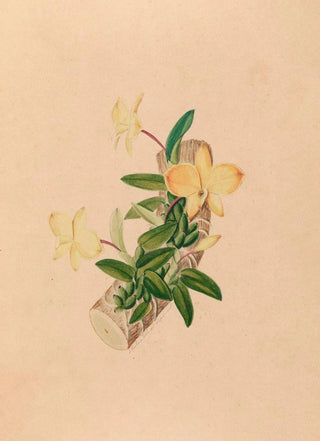 Joo Barbosa Rodrigues - Iconographie des orchidees du Bresil Pl55.webp