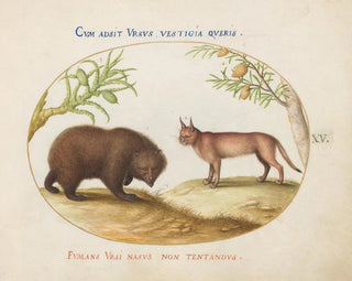 Joris Hoefnagel - A Bear and a Lynx.webp