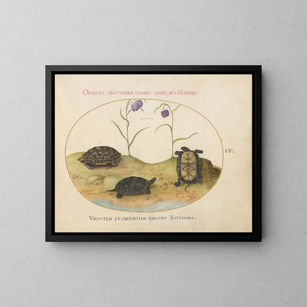 Eine Hermann-Schildkröte oder griechische Schildkröte, zwei europäische Teichschildkröten und zwei Schmetterlinge - Joris Hoefnagel — gerahmtes Bild an der Wand