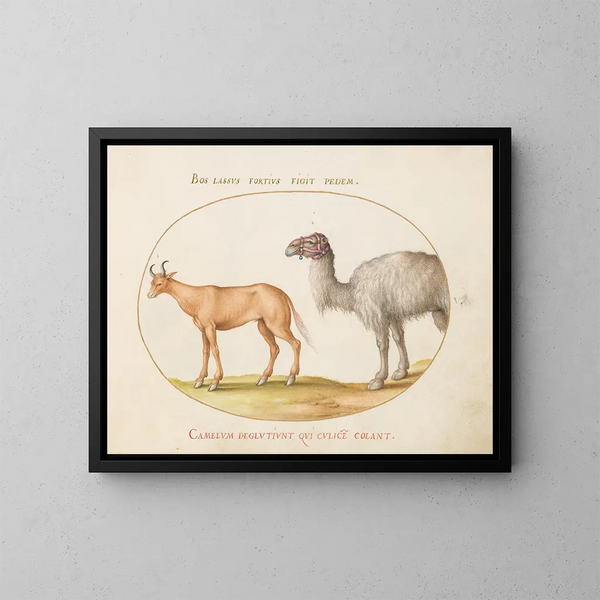 Ein Rind und ein Kamel - Joris Hoefnagel — gerahmtes Bild an der Wand