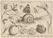Archétypen und Studien des Vaters Georgius Hoefnagel - Joris Hoefnagel — Ansicht des Kunstwerks
