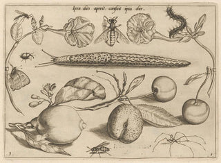 Joris Hoefnagel - Archetypa studiaque patris Georgii Hoefnagelii Pl11.webp