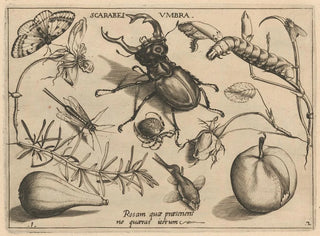 Joris Hoefnagel - Archetypa studiaque patris Georgii Hoefnagelii Pl13.webp