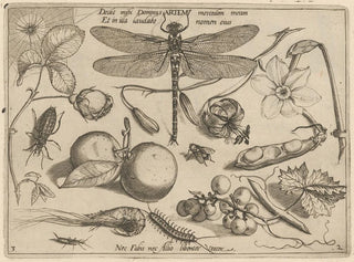 Joris Hoefnagel - Archetypa studiaque patris Georgii Hoefnagelii Pl18.webp