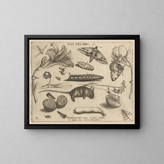 Joris Hoefnagel - Archetypa studiaque patris Georgii Hoefnagelii Pl23.webp