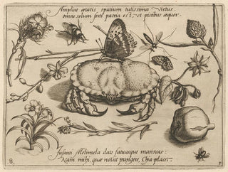 Joris Hoefnagel - Archetypa studiaque patris Georgii Hoefnagelii Pl36.webp