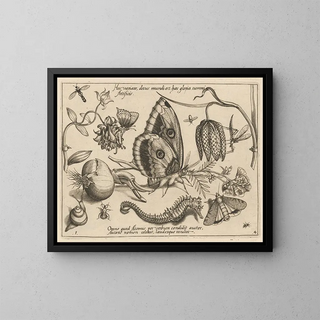 Joris Hoefnagel - Archetypa studiaque patris Georgii Hoefnagelii Pl39.webp