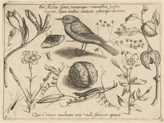 Joris Hoefnagel - Archetypa studiaque patris Georgii Hoefnagelii Pl41.webp