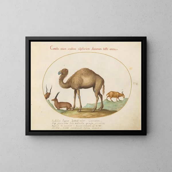 Ibex e capre camilidi - Joris Hoefnagel — quadro incorniciato alla parete