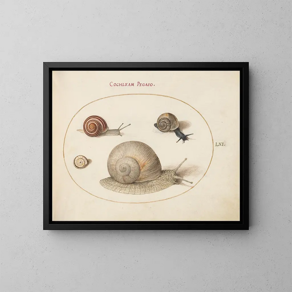 Quattro lumache - Joris Hoefnagel — quadro incorniciato alla parete