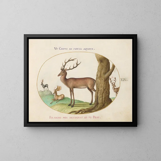 Joris Hoefnagel - Four Types of Stags.webp