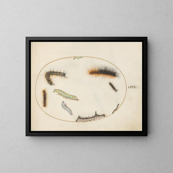 di bruchi della tignola del tabacco, bruco a otto, bruco del dagger grigio e altri bruchi - Joris Hoefnagel — quadro incorniciato alla parete
