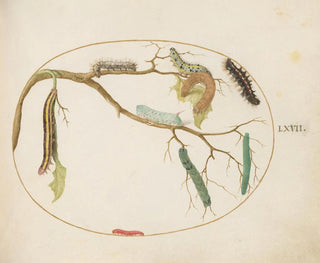 Joris Hoefnagel - Large White and Small White Butterfly Caterpillars Hornworm Caterpillar Broom Moth Caterpillar and Others.webp