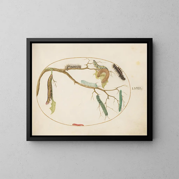 Chenilles di farfalle bianche e altre larve - Joris Hoefnagel — quadro incorniciato alla parete