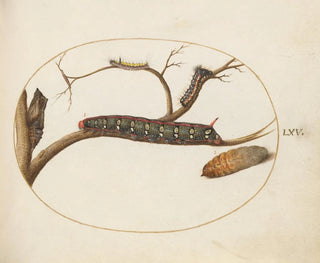 Joris Hoefnagel - Leafy Spurge Hawkmoth Caterpillar Gray Dagger Caterpillar and Pupae.webp