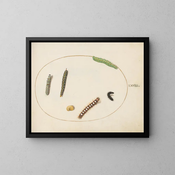 Chenille della spurge feuillue, chenille della molène e altre chenille - Joris Hoefnagel — quadro incorniciato alla parete