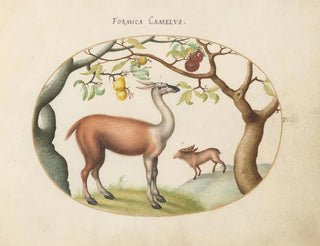 Llama e alce - Joris Hoefnagel — vista dell’opera