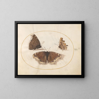 Joris Hoefnagel - Plate 06 Two Views of a Mourning Cloak Camberwell Beauty Butterfly with a Comma Butterfly.webp