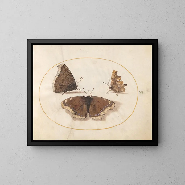 Plaque 06 Zwei Ansichten eines Trauerschmetterlings und eines Schmetterlings, - Joris Hoefnagel — gerahmtes Bild an der Wand