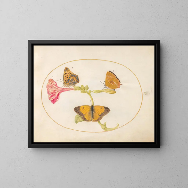 Plaque 10: Der Braun der Haare, der Silberfritillaria und der gelbe Wolken-Schmetterling auf einer Vier-Uhr-Blume - Joris Hoefnagel — gerahmtes Bild an der Wand