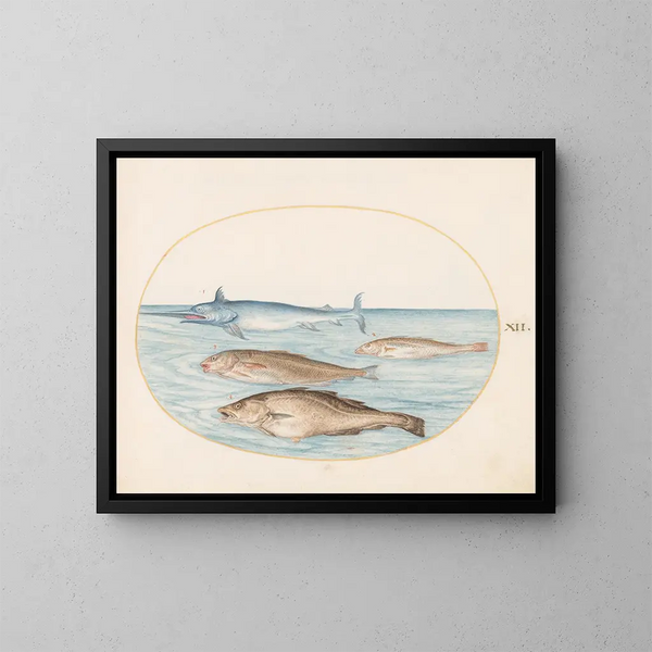 Planche 12 Ein Schwertfisch und drei weitere Fische - Joris Hoefnagel — gerahmtes Bild an der Wand