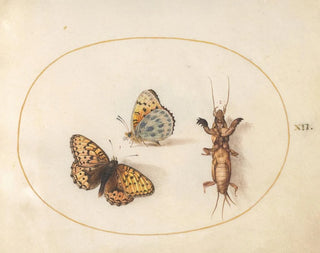 Joris Hoefnagel - Plate 12 Two Views of a SilverBordered Fritillary and a Mole Cricket.webp