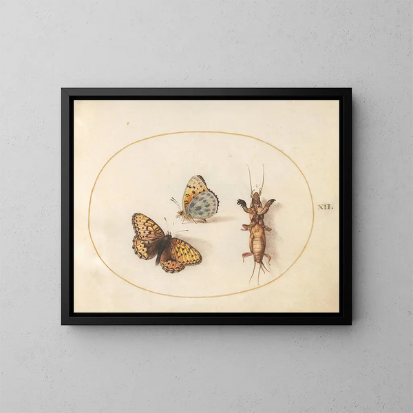 Platine 12 Zwei Ansichten einer Fritillaria mit silbernem Rand und einer taupefarbenen Grille - Joris Hoefnagel — gerahmtes Bild an der Wand