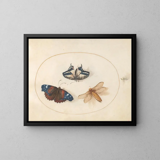 Joris Hoefnagel - Plate 13 Yellow Swallowtail and Red Admiral Butterflies with a Dragonfly BroadBodied Chaser.webp