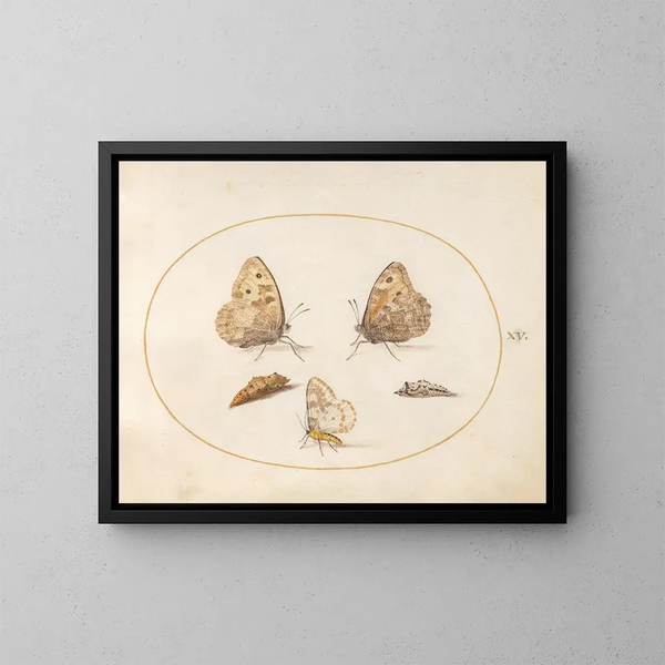 Planche 15: Schmetterling Grayling, Schmetterling Magpie und zwei Chrysaliden - Joris Hoefnagel — gerahmtes Bild an der Wand