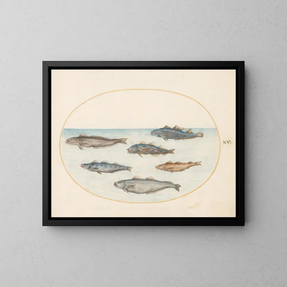 Joris Hoefnagel - Plate 15 Six Asellorum Fish Cod.webp